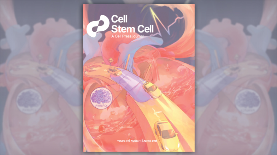 Illustrated cover of the April 2026 edition of Cell Stem Cell journal